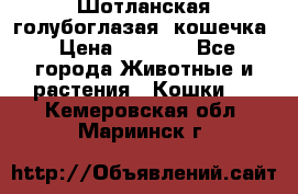 Шотланская голубоглазая  кошечка › Цена ­ 5 000 - Все города Животные и растения » Кошки   . Кемеровская обл.,Мариинск г.